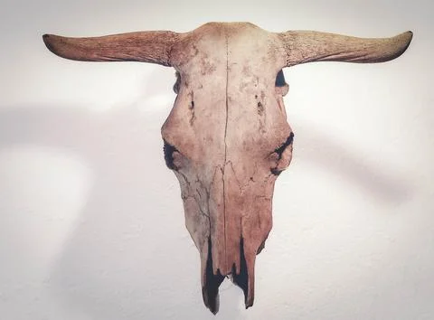 Cow's skull Stock Photos