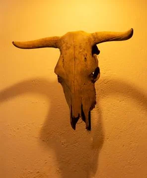 Cow's skull Stock-Fotos