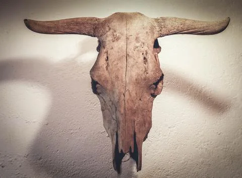Cow's skull Stock Photos