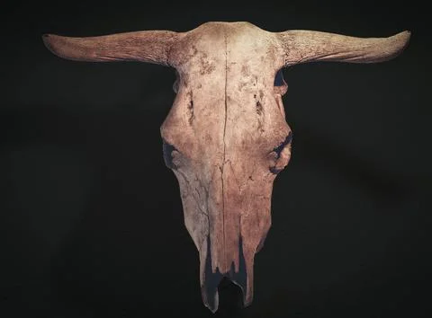 Cow's skull Stock Photos