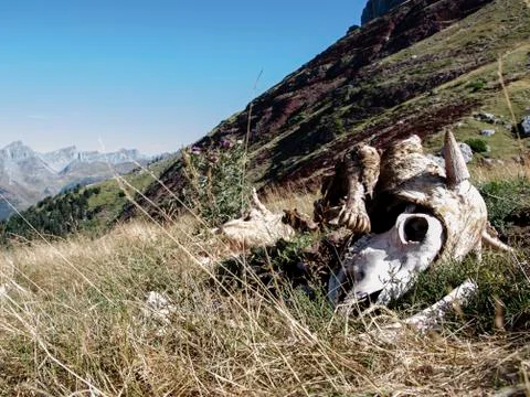 Cow's skull in the process of decomposition Stock Photos
