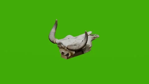 The cow's skull rotates on the green screen Stock Footage 279076843