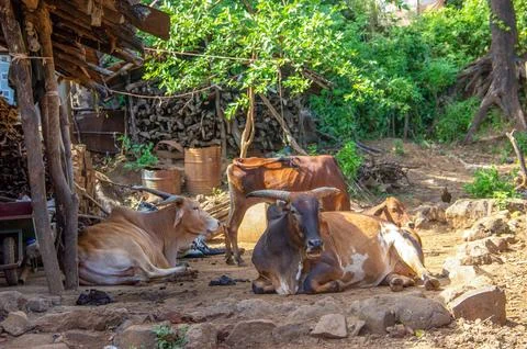 Cows sleeping in shed Stock Photos