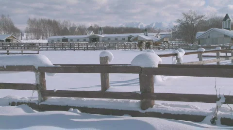 Cows in the snow Video stock 587962