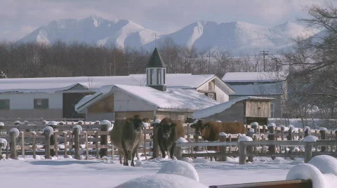Cows in the snow Video stock 587990
