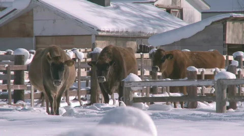 Cows in the snow Video stock 588009