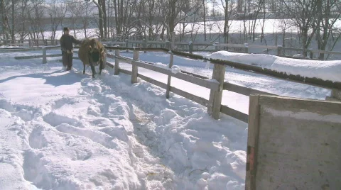 Cows in the snow Video stock 588019