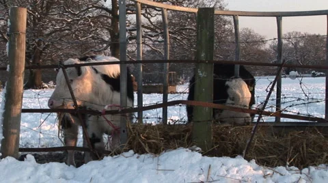 Cows in the Snow Stock Footage 974765