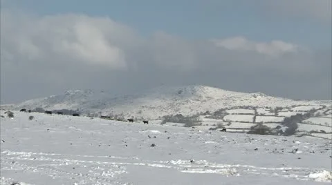 Cows in the snow Video stock 20988990