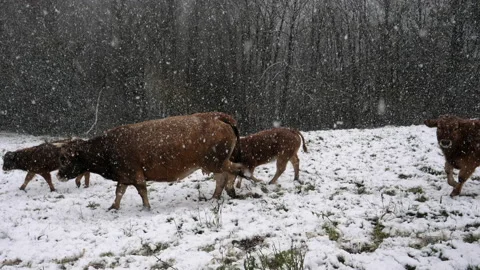 Cows on snow Vídeo Stock 145694443