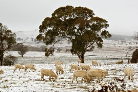 Cows in the snow Foto stock