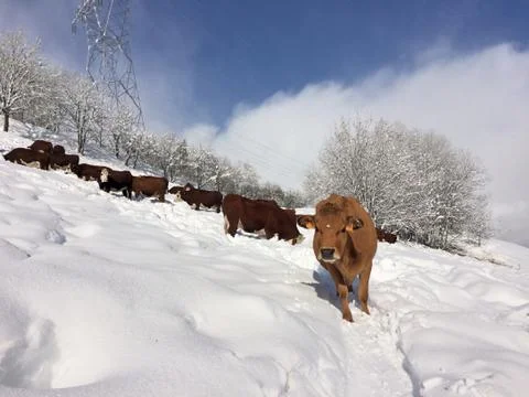 Cows on the snow Foto stock