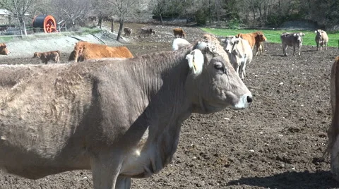  cows to the Spanish Pyrenees Stock Footage 68609235