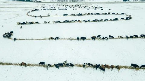Cows on the spiraling feed line Stock Photos