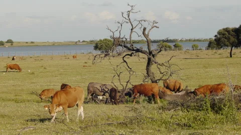 Cows on a spring day Stock Footage 103056626