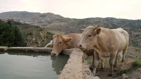 Cows, Spring, Mountain, Golan Heights Stock Footage 313512452