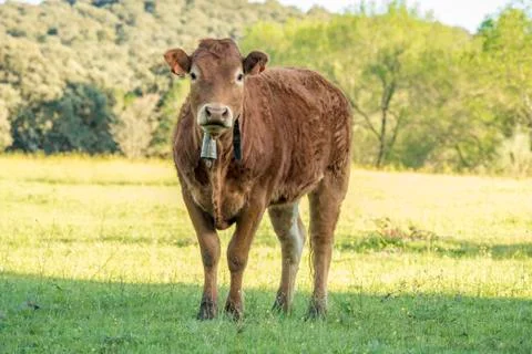 Cows spring Stock Photos