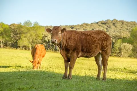 Cows spring Stock Photos