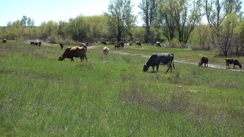 Cows on the spring wilderness meadow. 4K stock video footage Stock Footage 103944834