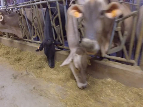 Cows in a stable - Agricultural activity Stock Footage 75191190