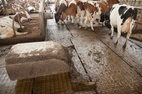 Cows in stable avoid robot sweeper that cleans manure away Stock Photos