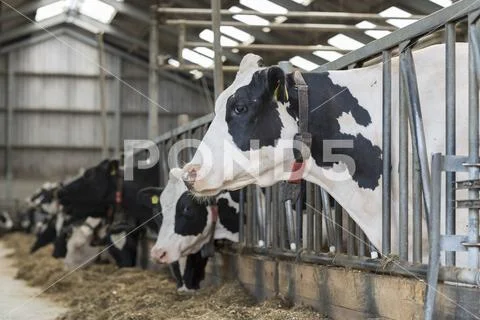 Cows in a stable on a dairy farm Stock Photos