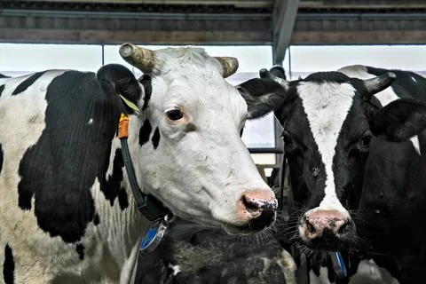 Cows in a stable on a dairy farm. Stock Photos