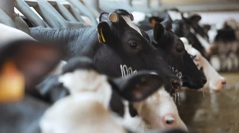 Cows in the stable farm Stock Footage 64988480