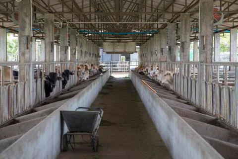 Cows in stable at farm Stock Photos
