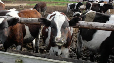 Cows in a stable Stockbeeldmateriaal 34264019