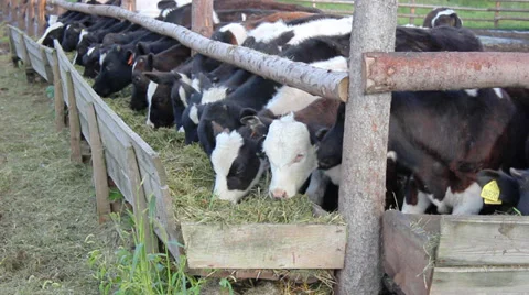 Cows in a stable Stock Footage 34768421