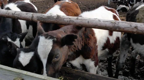 Cows in a stable Stock-Footage 36021357