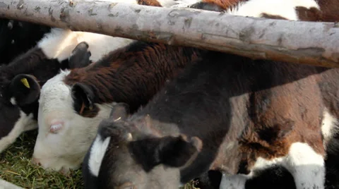 Cows in a stable Stockbeeldmateriaal 36257122