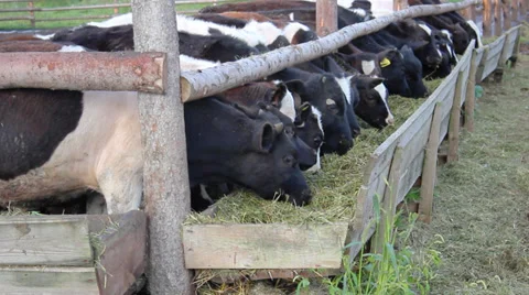 Cows in a stable Stockbeeldmateriaal 36261284