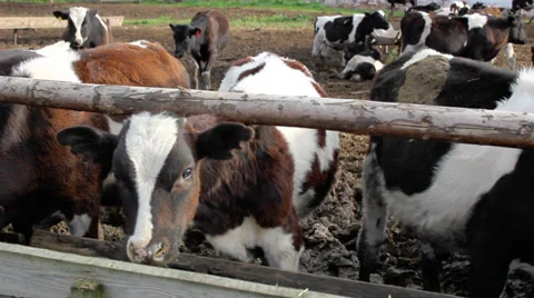 Cows in a stable 库存影片 36326278