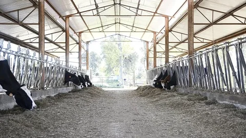 COWS IN THE STABLE Stock Footage 74995140