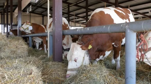 Cows in stable grazing straw, close up, 4K Stock Footage 55592240