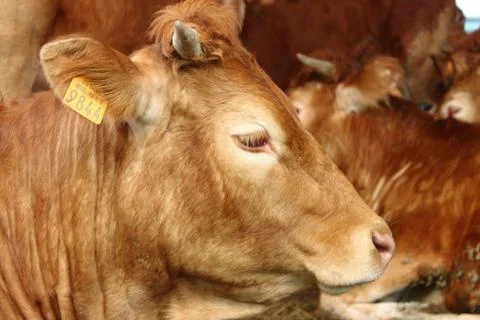 Cows stable Stock Photos