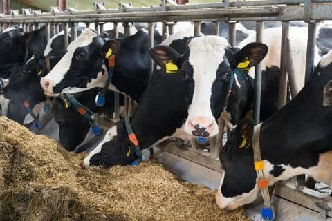 Cows in stable Stock Photos