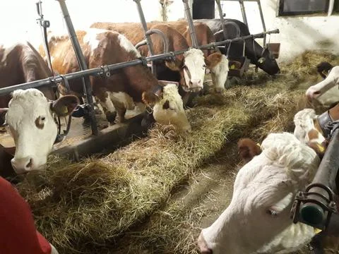 Cows in the stable Stock Photos