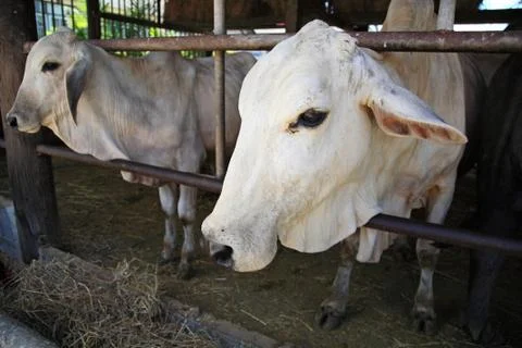 Cows in stable of thai temple Stock Photos