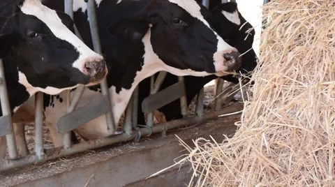 Cows in stable.mp4 Stock Footage
