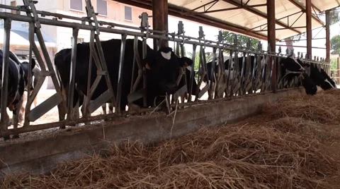 Cows in a stable.mp4 Stock Footage 64704506