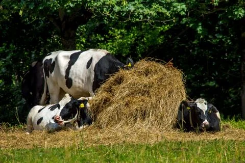 Cows in stack of hay. Stock Photos