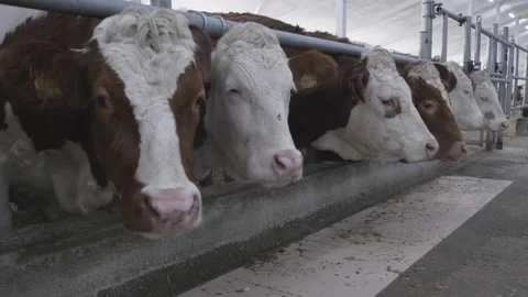 Cows in the stall 스톡 동영상 239316065