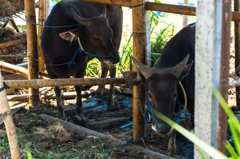 Cows in stall Stock Photos