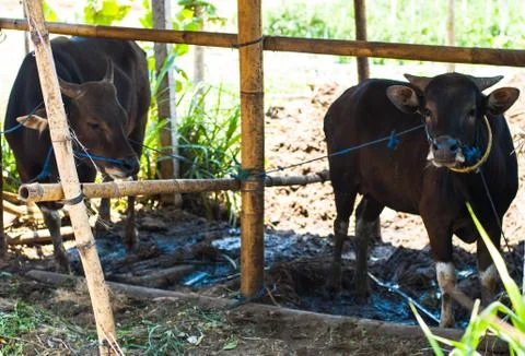 Cows in stall Stock Photos