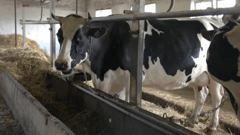 Cows in stall. Stock Photos