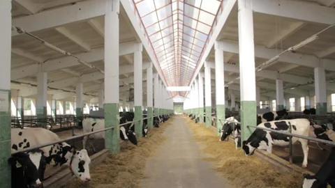 Cows in the stalls Stock Footage 87643598