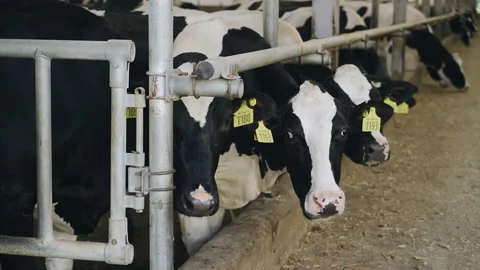 Cows stand behind the fence hardly and eat the food poured for them Stock Footage 201446445